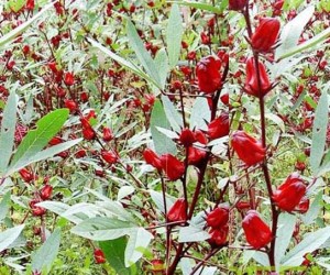 sorrel on branch