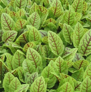 sorrel-red-veined-